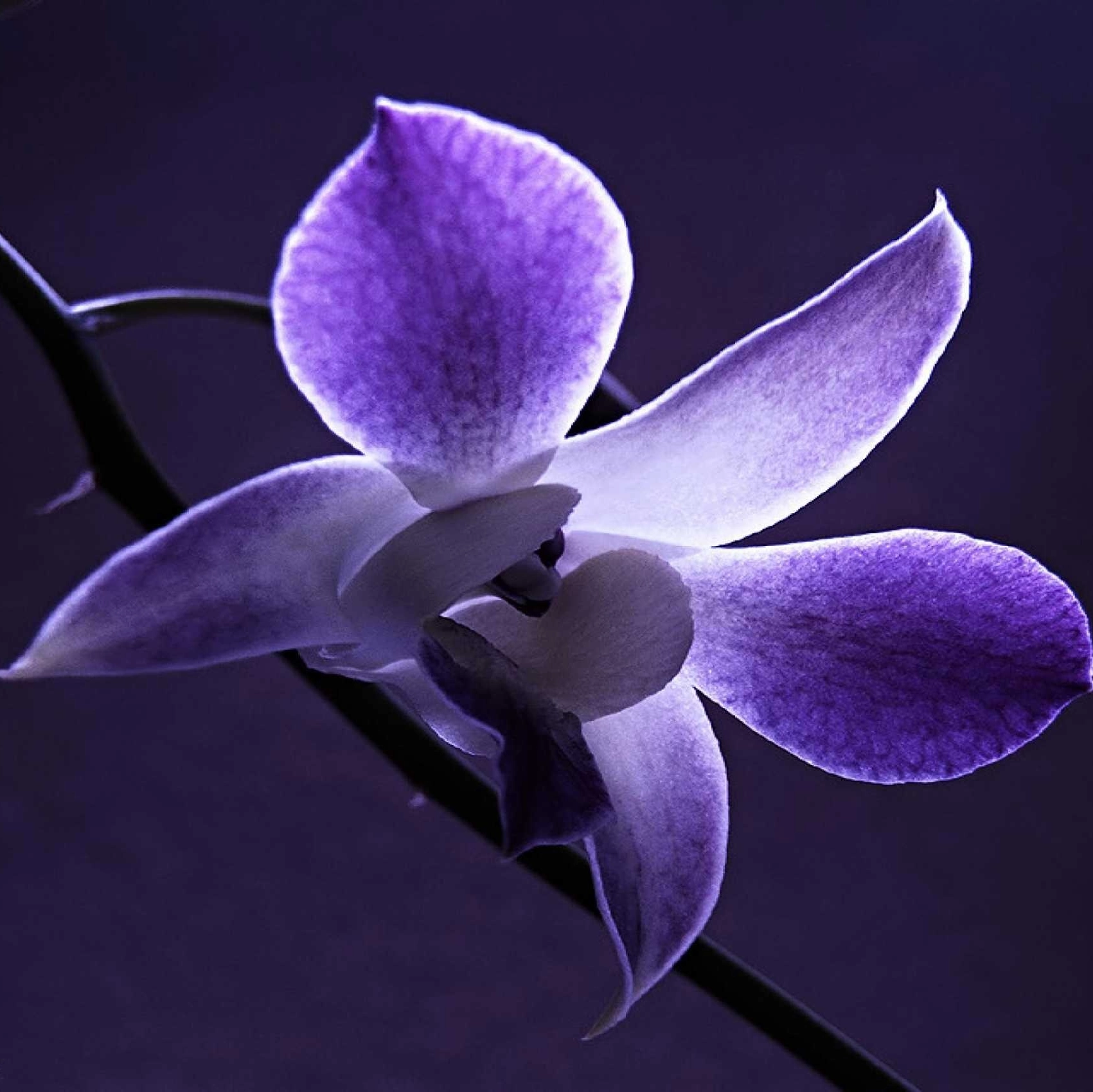 purple_orchid
